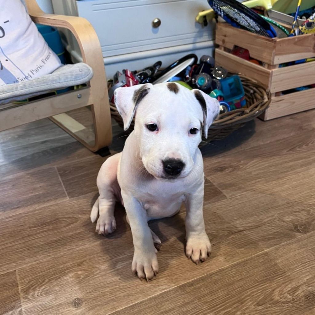 Goldash - Chiot disponible  - American Staffordshire Terrier