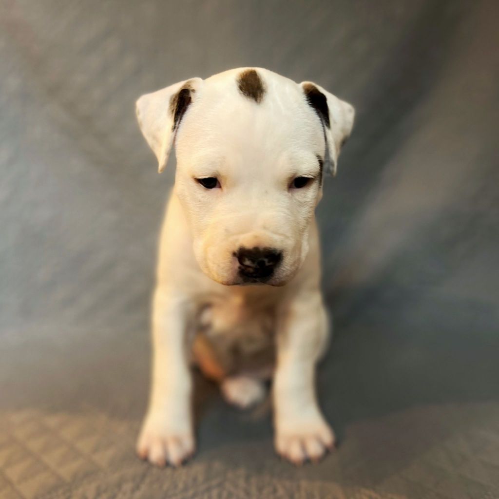 Goldash - Chiot disponible  - American Staffordshire Terrier